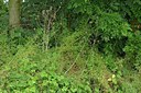 BUITEN BEELD Foto: 239965