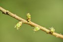 BUITEN BEELD Foto: 239994