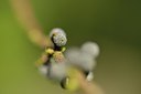 BUITEN BEELD Foto: 239996