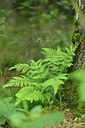 BUITEN BEELD Foto: 240044