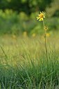 BUITEN BEELD Foto: 240054