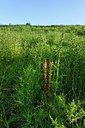 BUITEN BEELD Foto: 240239