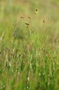 BUITEN BEELD Foto: 240607