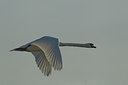 BUITEN BEELD Foto: 240782