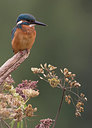 BUITEN BEELD Foto: 240939