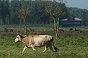 BUITEN BEELD Foto: 240972