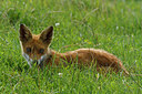 BUITEN BEELD Foto: 240976