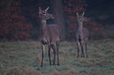 BUITEN BEELD Foto: 241002