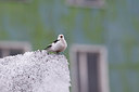 BUITEN BEELD Foto: 241004