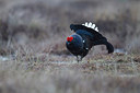 BUITEN BEELD Foto: 241006