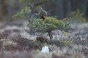 BUITEN BEELD Foto: 241009