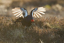 BUITEN BEELD Foto: 241027