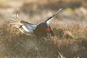 BUITEN BEELD Foto: 241032