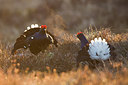 BUITEN BEELD Foto: 241036