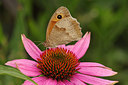 BUITEN BEELD Foto: 241048