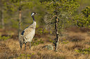 BUITEN BEELD Foto: 241056