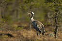 BUITEN BEELD Foto: 241057