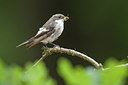 BUITEN BEELD Foto: 241088