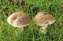 BUITEN BEELD Foto: 241117