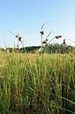 BUITEN BEELD Foto: 241126