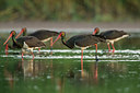 BUITEN BEELD Foto: 241184