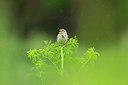 BUITEN BEELD Foto: 241190