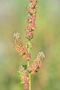 BUITEN BEELD Foto: 241298