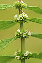BUITEN BEELD Foto: 241372