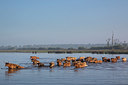 BUITEN BEELD Foto: 241438