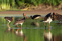 BUITEN BEELD Foto: 241502