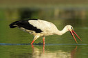 BUITEN BEELD Foto: 241503