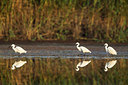 BUITEN BEELD Foto: 241512