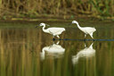 BUITEN BEELD Foto: 241513