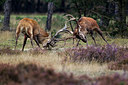 BUITEN BEELD Foto: 241520
