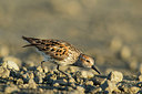 BUITEN BEELD Foto: 241549