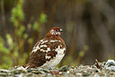 BUITEN BEELD Foto: 241551