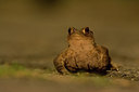 BUITEN BEELD Foto: 241563