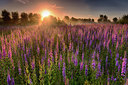 BUITEN BEELD Foto: 241570