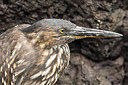 BUITEN BEELD Foto: 241634