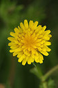 BUITEN BEELD Foto: 241669