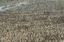 BUITEN BEELD Foto: 241882