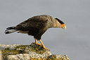 BUITEN BEELD Foto: 242059