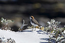 BUITEN BEELD Foto: 242069