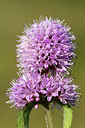 BUITEN BEELD Foto: 242129
