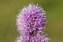 BUITEN BEELD Foto: 242130