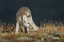 BUITEN BEELD Foto: 242140