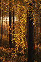BUITEN BEELD Foto: 242164