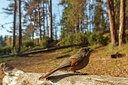 BUITEN BEELD Foto: 242201