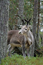 BUITEN BEELD Foto: 242247