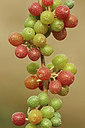 BUITEN BEELD Foto: 242260